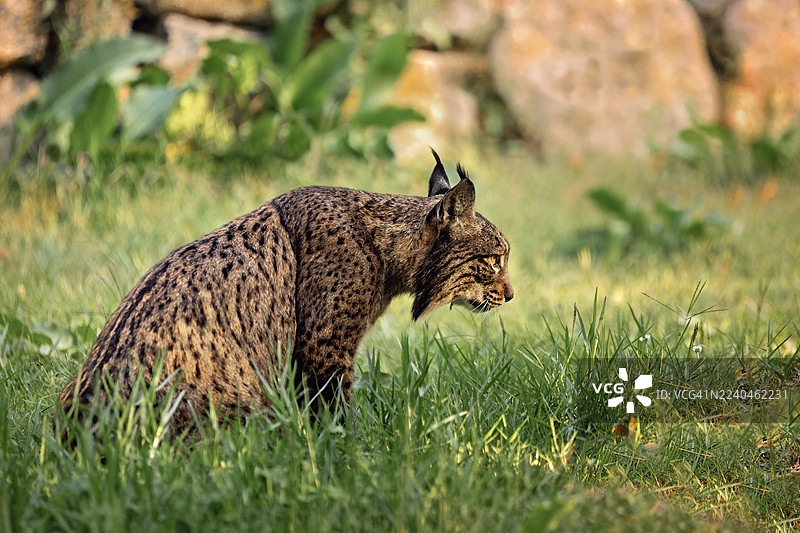 伊比利亚猞猁坐在绿草地上图片素材