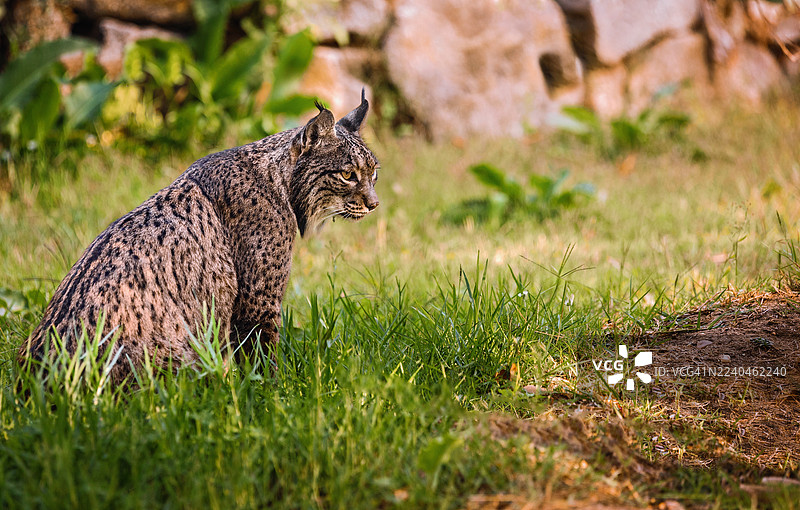 草丛中警惕的伊比利亚猞猁，置身于自然环境中图片素材