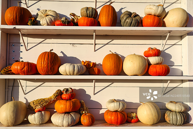 货架上的南瓜图片素材