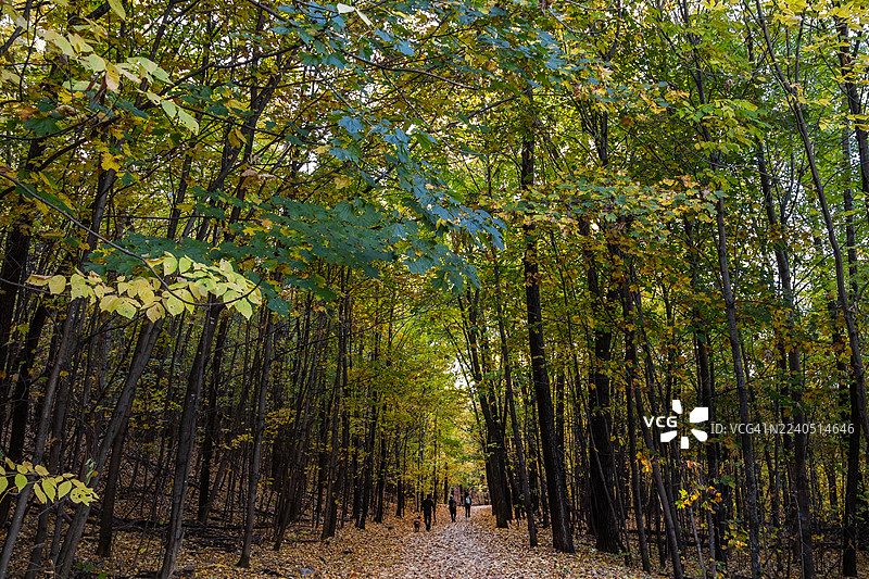 加拿大魁北克省蒙特利尔皇家山上的Tiohtià:ke Otsira'kéhne公园图片素材