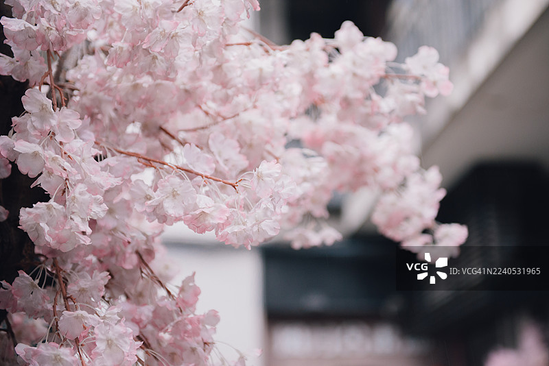 中式风格装饰的人工樱花。图片素材