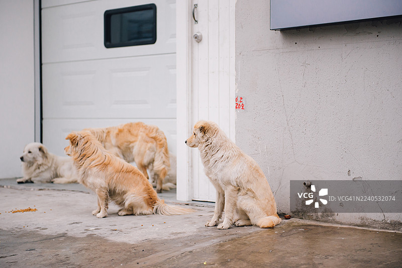 上海街头的流浪狗。图片素材