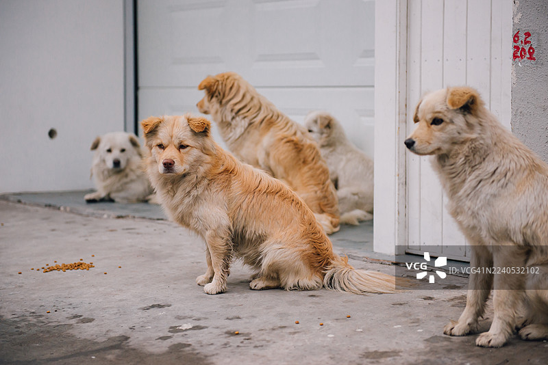 上海街头的流浪狗。图片素材