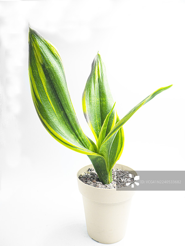 带有黄色条纹的虎尾兰（Sansevieria）的精美标本，置于白色花盆中，背景为白色。图片素材