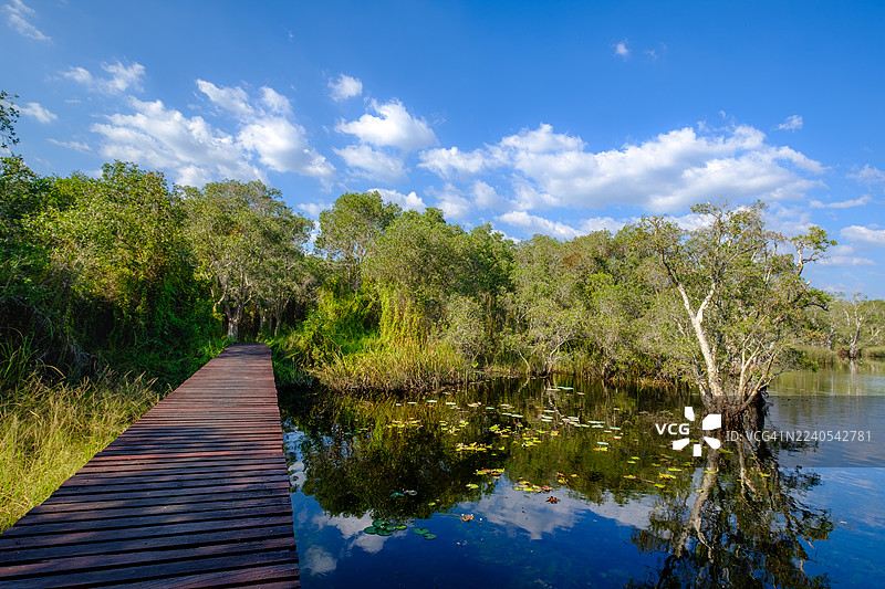 穿过沼泽的木质小路。图片素材