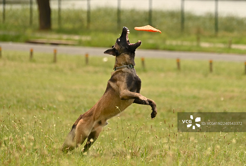 比利时马里努阿犬图片素材