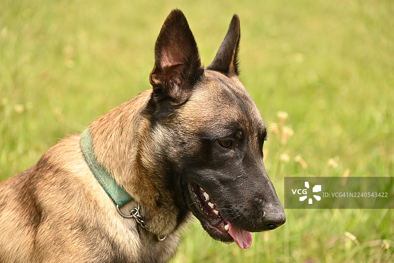 比利时马里努阿犬图片素材