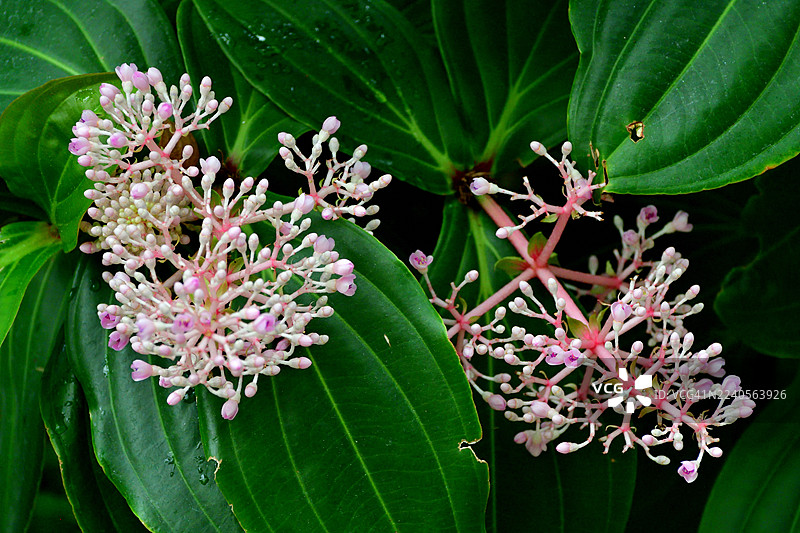 Medinilla speciosa/亚洲葡萄：鲜艳多彩的常绿多年生植物，开鲜粉色花朵图片素材
