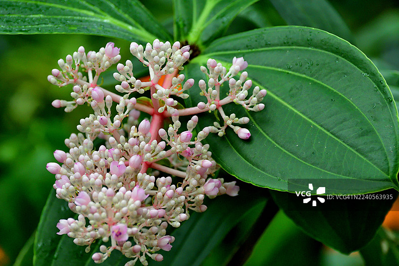 Medinilla speciosa/亚洲葡萄:明亮多彩,常绿多年生植物,开鲜艳的粉色花朵图片素材