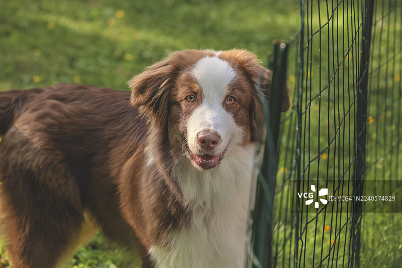 年轻的澳洲牧羊犬，红陨石色，肖像照，户外图片素材