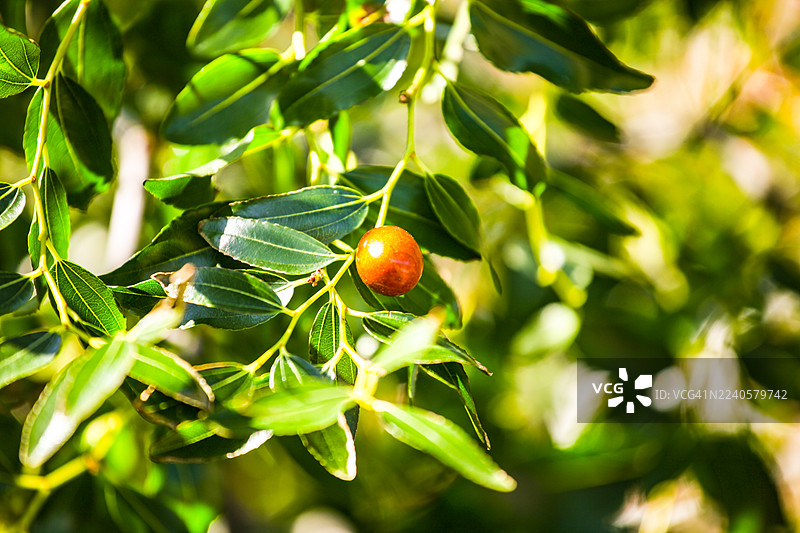 近距离拍摄的荷荷巴树图片素材