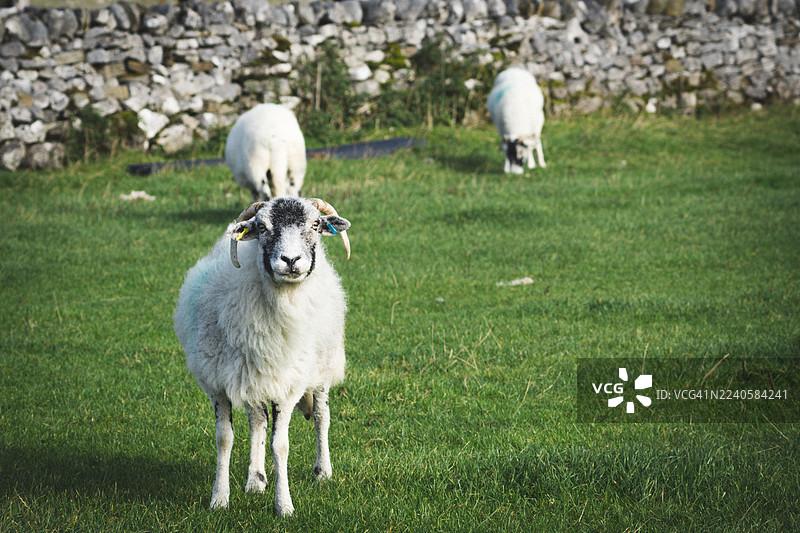 马勒姆塘的绵羊图片素材