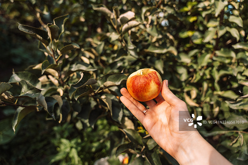 手中苹果——准备食用图片素材