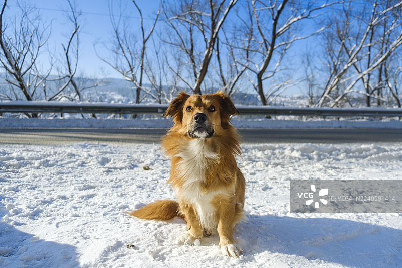 金毛猎犬式样的狗狗在冬季景观中，独自坐在被雪覆盖的地面上，靠近栅栏和道路，在晴朗的日子里，它抬起头，表情好奇。图片素材