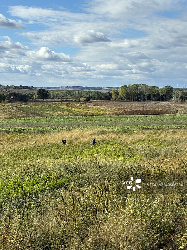 埃尔巴桑村的有机丰收日图片素材