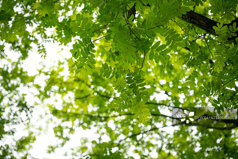 春日阳光下新生的翼手龙叶片，特写镜头：山桐子（Pterocarya stenoptera）图片素材