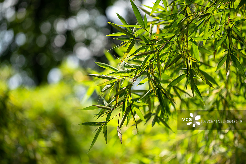 春日阳光下的新叶特写：雨后竹叶图片素材