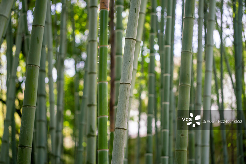 春日阳光下新生的竹叶，竹竿特写图片素材