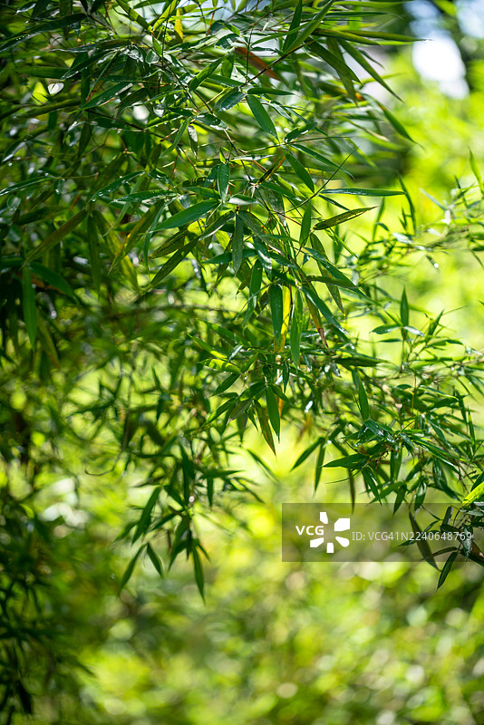 春日阳光下的新叶微距：雨后竹叶图片素材