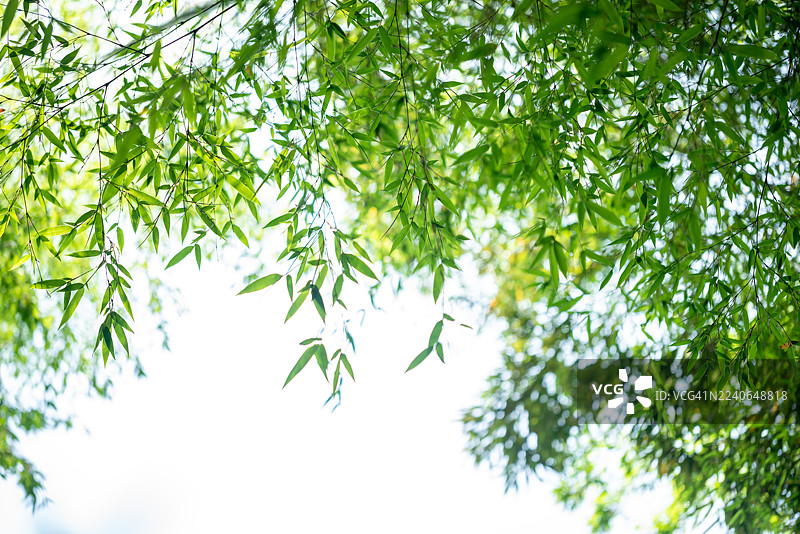 春日阳光下的新叶（竹子）微距拍摄：竹子图片素材