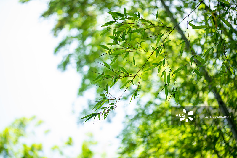 春日阳光下的新叶，竹子微距拍摄图片素材
