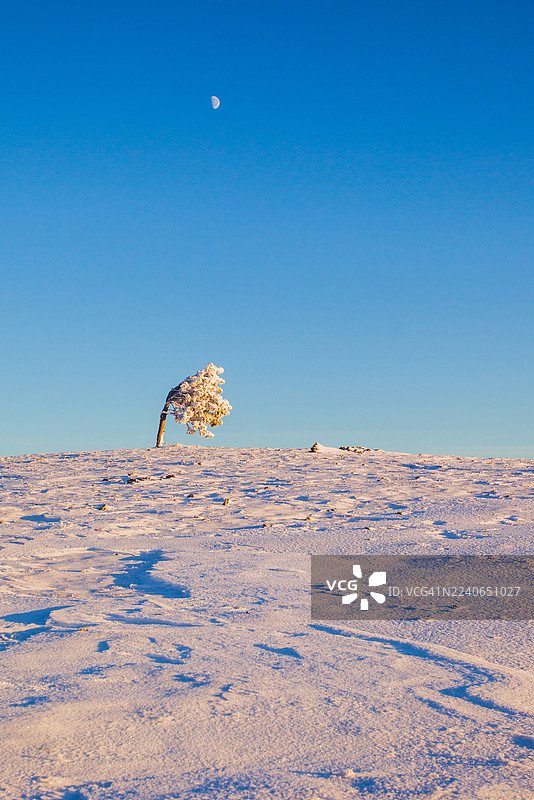 孤寂的雪树在寒冷的平原上，蓝天下挂着一弯新月图片素材