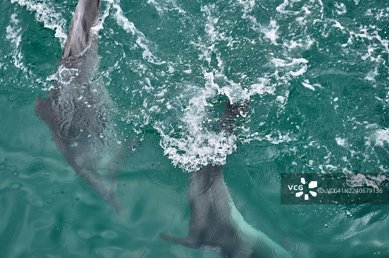 两条深灰色海豚并排游过波涛汹涌的绿松石色海水。图片素材