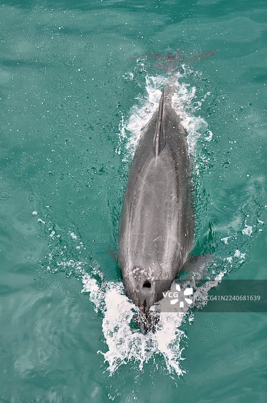 清澈碧绿的水中海豚游动的俯视镜头。图片素材