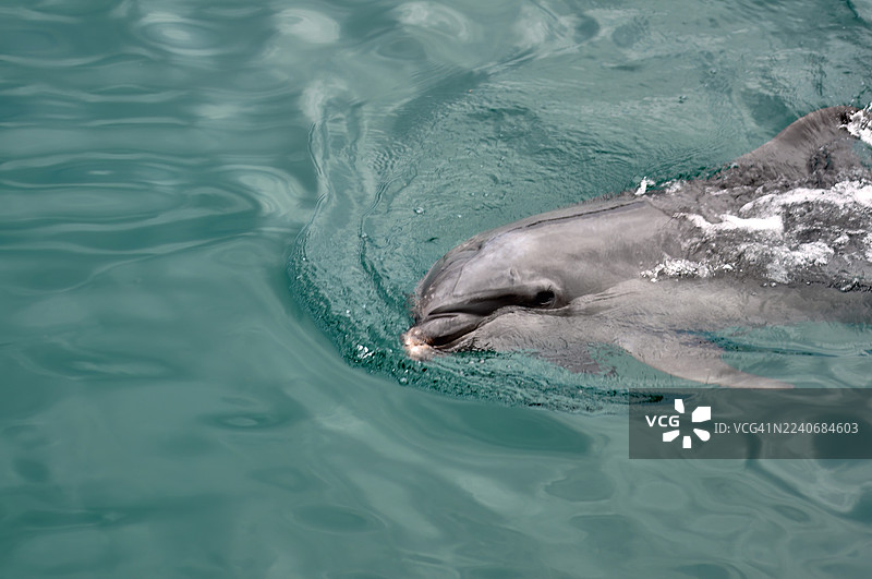 一只宽吻海豚在绿松石色的海水中滑行。图片素材