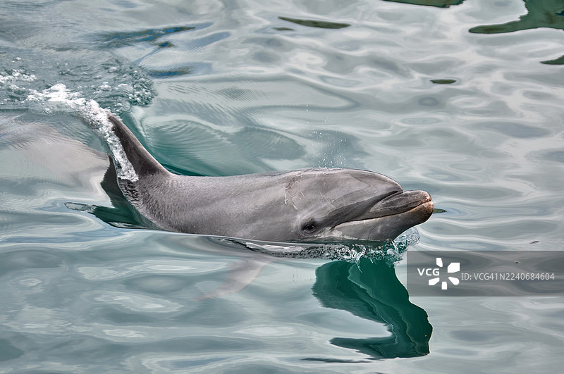 一只宽吻海豚在绿松石般的海水中滑行。图片素材
