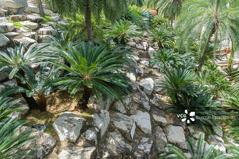 田野里种植的大型苏铁树或假棕榈。图片素材