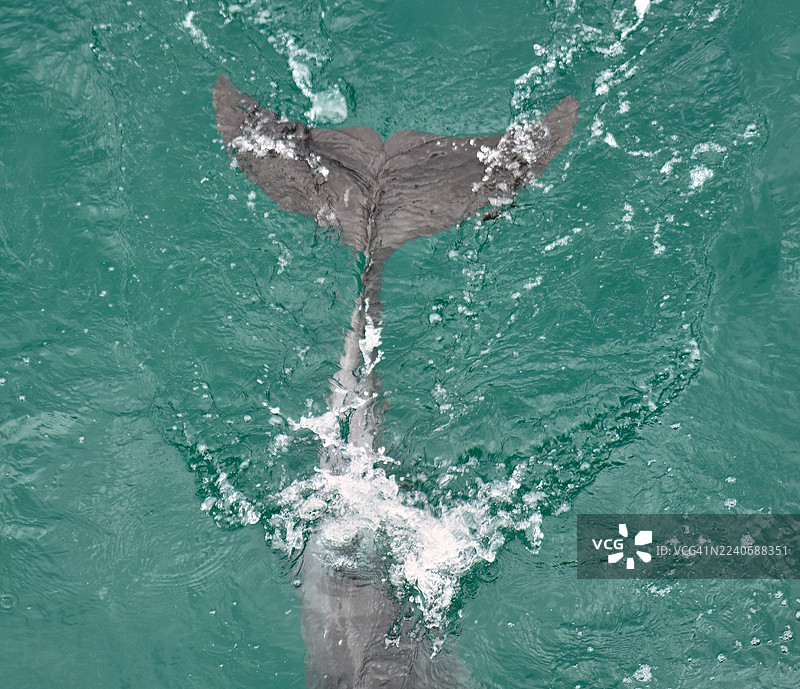 一只海豚光滑的尾鳍划破了绿松石般的海水。图片素材