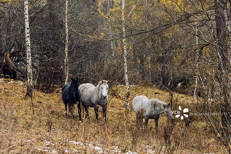 秋季林地背景下奔跑的野马。三匹马在秋季的宁静森林空地上漫步，周围是枯草、白桦树和金黄的落叶。图片素材