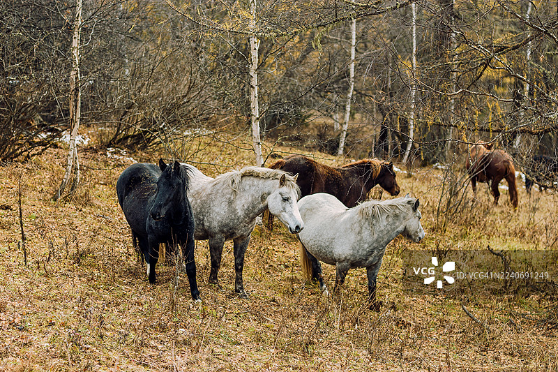 秋季林间空地上吃草的马群。一群马在金色的秋季林间草地上宁静地吃草，周围是枯草和光秃秃的树木。图片素材