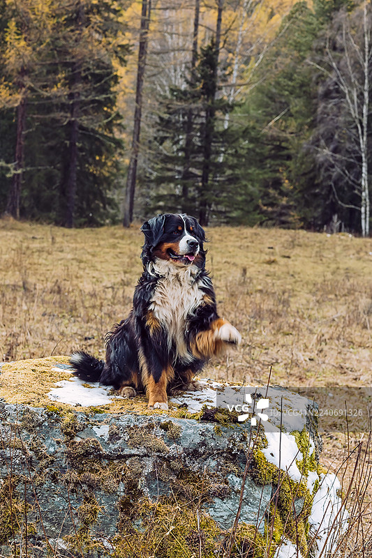 秋季森林岩石上的伯恩山犬。一只伯恩山犬端坐在秋季森林空地的一块长满苔藓的岩石上，专心地抬起一只爪子。图片素材