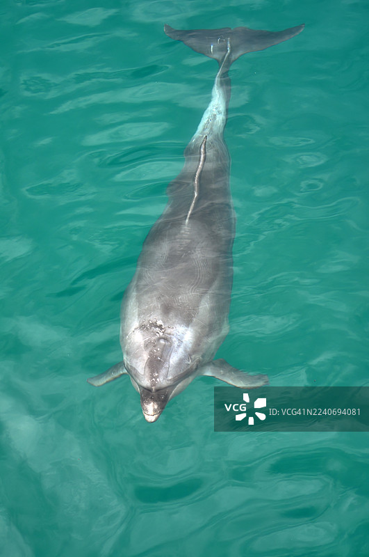 一只宽吻海豚在绿松石色的水面下缓缓游过。图片素材
