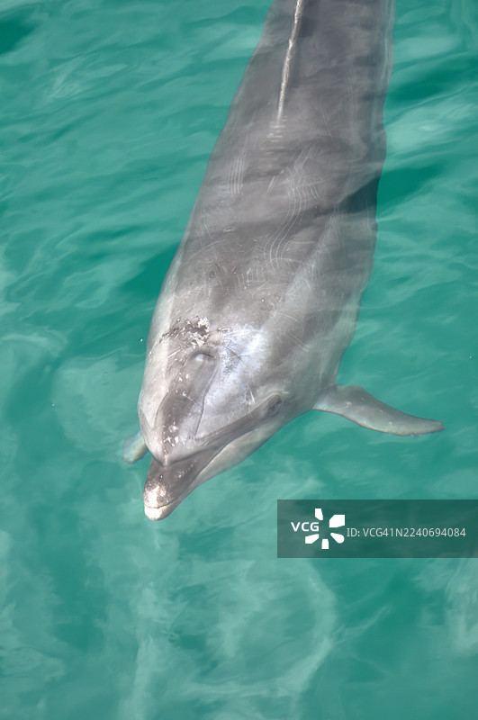 一只宽吻海豚在绿松石色的水面下缓缓游过。图片素材