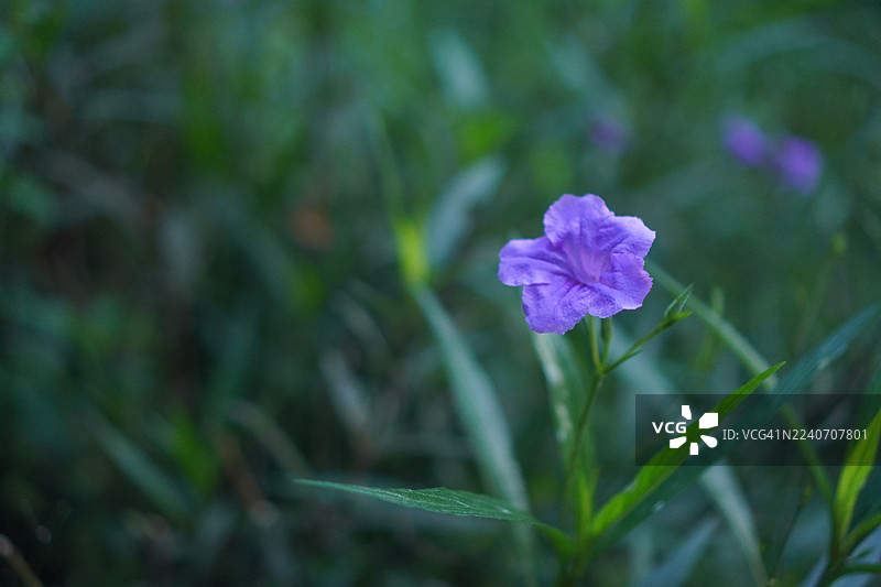 水炮，铁根，退热草，爆裂荚，爆裂植物，泰国野花，紫花龙胆， Britton’s Wild，墨西哥蓝铃花，紫丁香花在花园中绽放，背景为自然风光图片素材