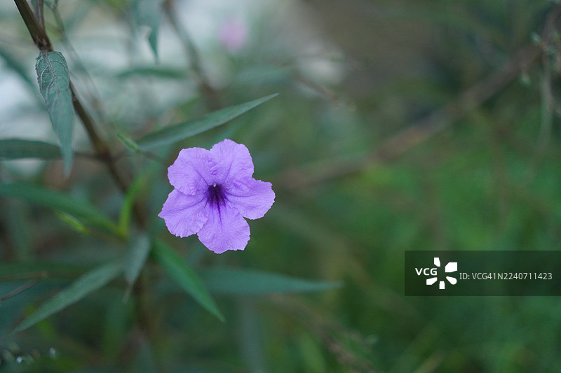 水炮，铁根，退热草，爆裂豆荚，爆裂植物，泰国野花，泰国丁，爵床科，布里顿野花，墨西哥蓝铃花，紫郁金香在花园中盛开，背景为自然风光图片素材