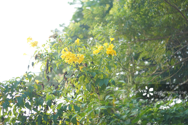 黄色的金铃花，木兰纲，被子植物，花色金黄，形似喇叭，又名黄钟花、灌木状黄钟花、黄花隆药藤，背景虚化，自然美景，花朵盛开成花束状，枝头尽情绽放，花瓣图片素材