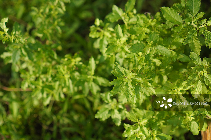 泰国圣罗勒，又称罗勒或 Tulsi Kaphrao，是一种直立的绿色叶蔬菜，在花园的自然背景中开花。图片素材