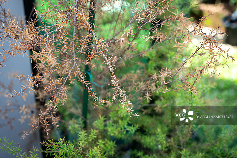 枯死的麦卢卡树的褐色叶子。一棵枯死的麦卢卡树很可能是由麦卢卡枯萎病引起的，该病由介壳虫引起，介壳虫常伴有煤污病，或由桃金娘锈病等其他病虫害引起。图片素材