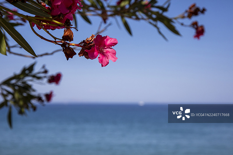 特写镜头：伊奥尼亚海为背景的拉吉亚海滩上的粉色夹竹桃花图片素材