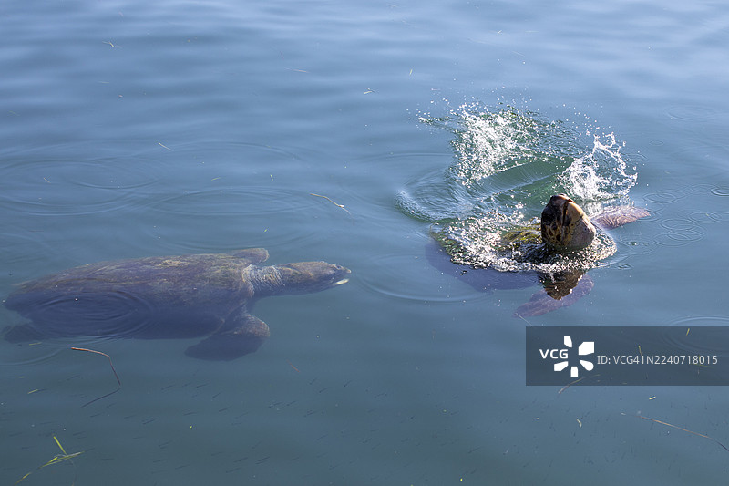 成年红海龟（Caretta caretta）在阿尔戈斯托利湾的支配行为图片素材