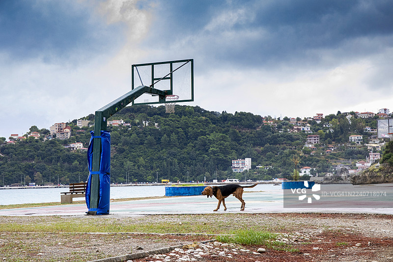 一只流浪狗在凯法利尼亚岛波罗斯村的公共区域游荡，此前经历了一夜的暴风雨。图片素材