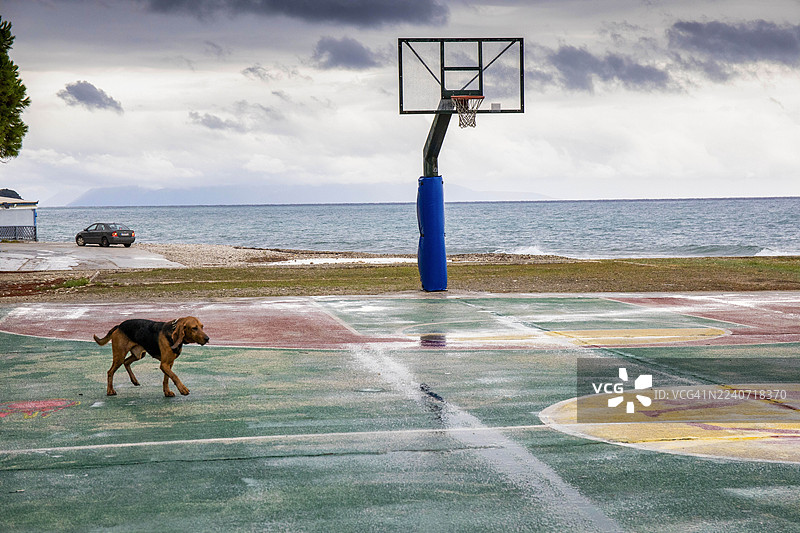 一场夜雨过后，一只流浪狗在科孚岛波罗斯村的公共场所游荡，该岛位于凯法利尼亚岛。图片素材