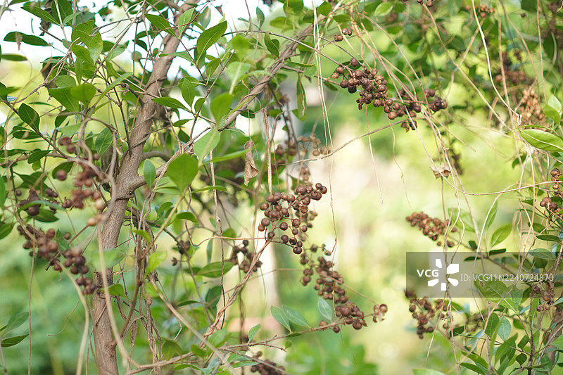 散沫花图片素材