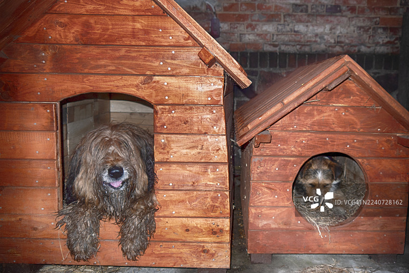 两只狗在夜间于户外狗舍中的照片图片素材