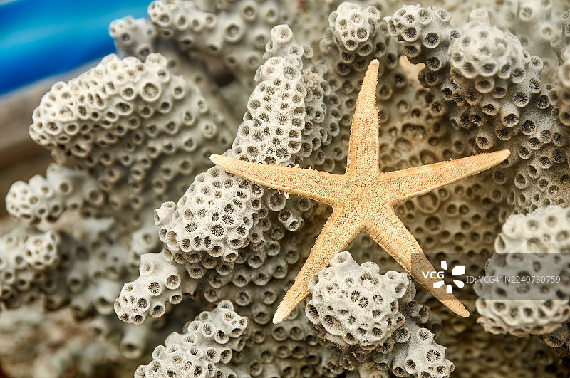 一只五臂、沙褐色的林克海星栖息在白色多孔的珊瑚上。图片素材