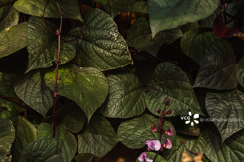 深绿色藤蔓叶子带花朵 — 氛围感背景图片素材